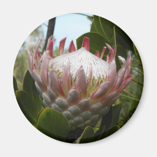 Protea Blume Hawaii Magnet