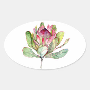Protea-Blume Ovaler Aufkleber