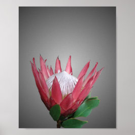 Protea-Blume Poster