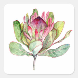 Protea-Blume Quadratischer Aufkleber