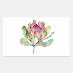 Protea-Blume Rechteckiger Aufkleber