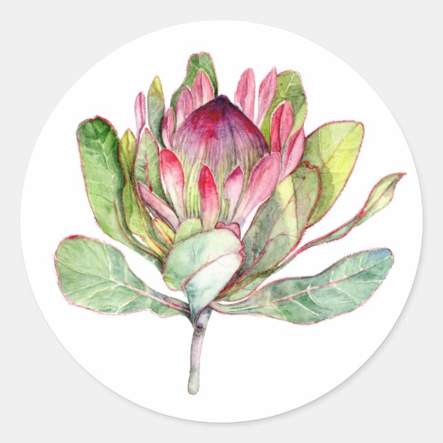 Protea-Blume Runder Aufkleber (Vorderseite)