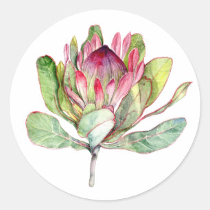 Protea-Blume Runder Aufkleber