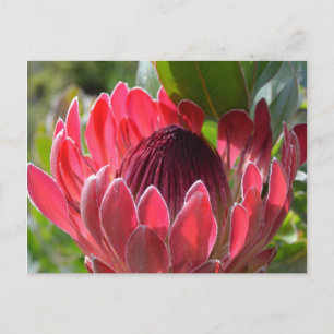 Protea Blume Südafrika Postkarte