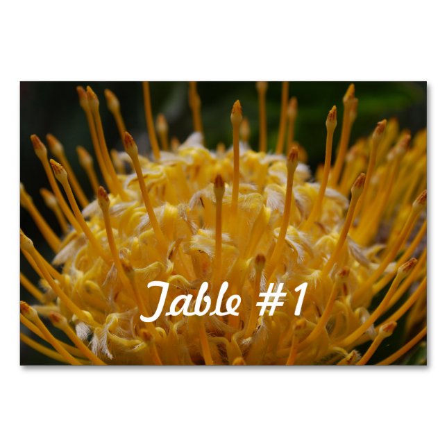 Protea-Blume Tischnummer (Vorderseite)