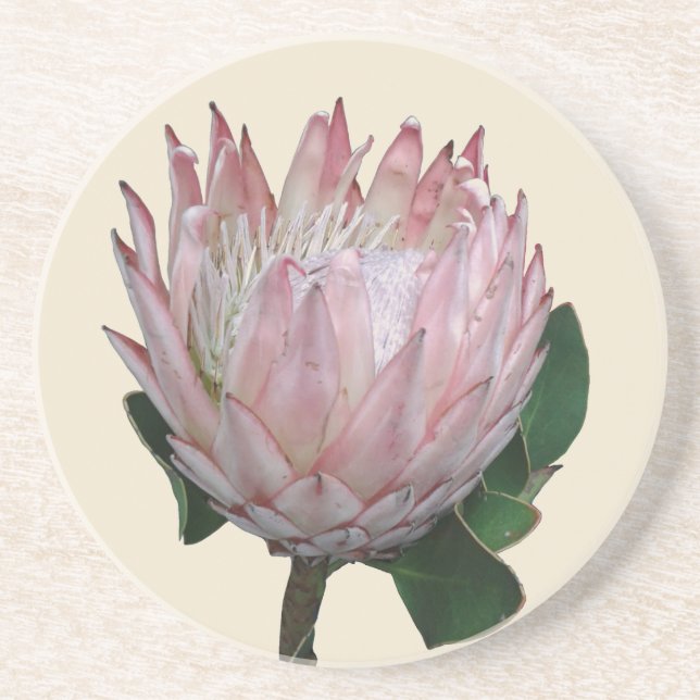 Protea-Blumen-Eiscreme Getränkeuntersetzer (Vorne)