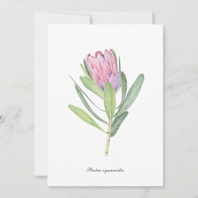 Protea cynaroides einladung (Vorderseite)