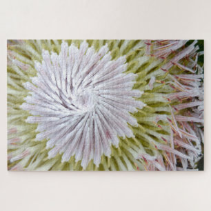 Protea cynaroides König-Protea.