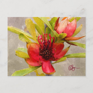 Protea-Liebe Postkarte