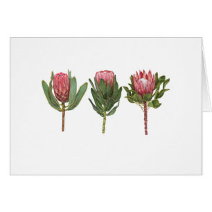 Protea Notecard