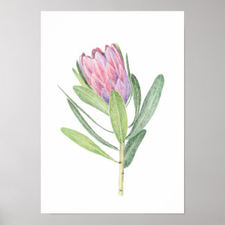 Protea Poster