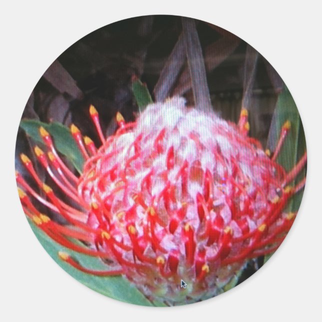 Protea Runder Aufkleber (Vorderseite)
