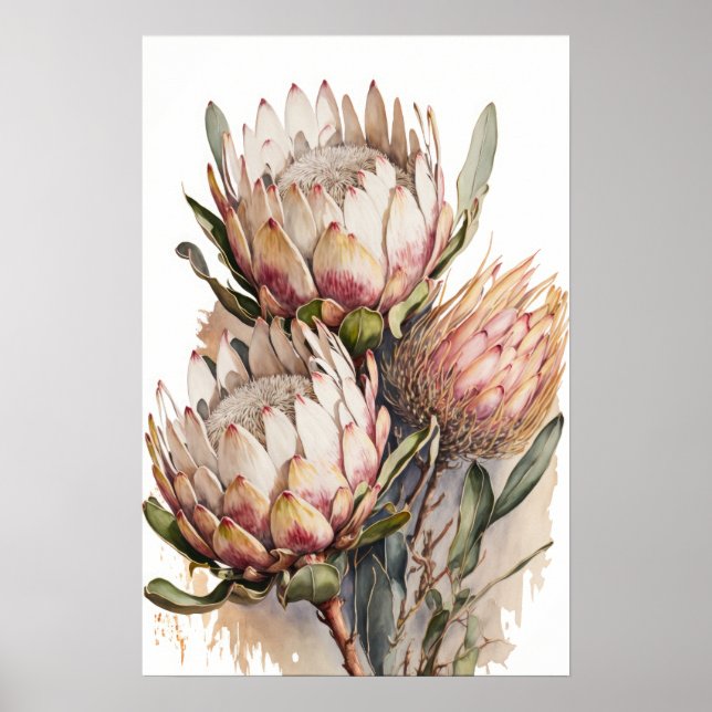 Protea Sugarbushes Fleurs Art Imprimer Poster (Devant)