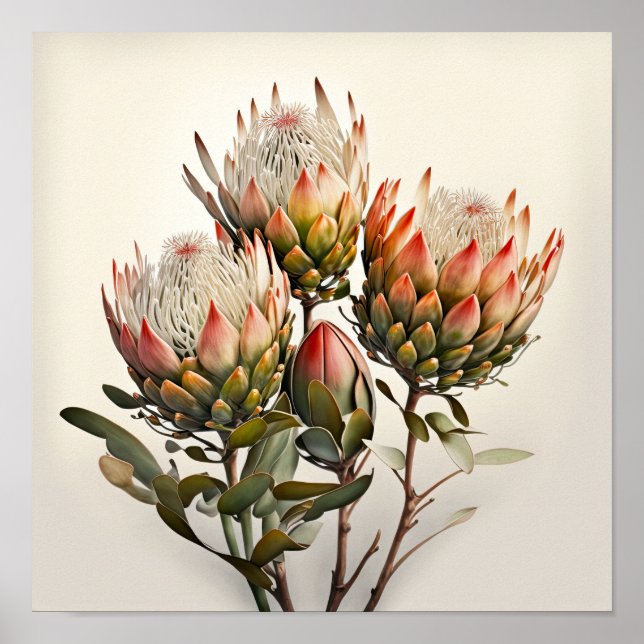 Protea Sugarbusts Flower Art Imprimer Poster (Devant)