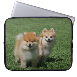 Protection Pour Ordinateur Portable 2 Pomeranians regardant l'appareil-photo