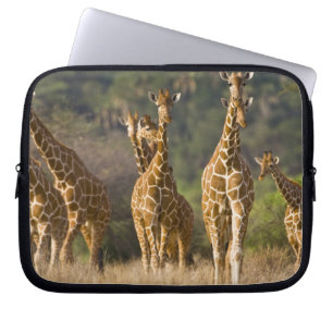 Protection Pour Ordinateur Portable Afrique. Kenya. Troupeau de girafes réticulées