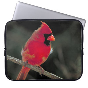 Protection Pour Ordinateur Portable Cardinal rouge perché sur une branche d'arbre