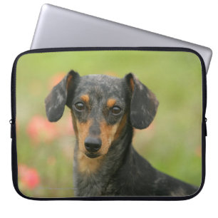 Protection Pour Ordinateur Portable chiot miniature Lisse-haired de teckel regardant
