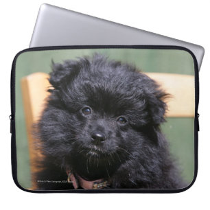 Protection Pour Ordinateur Portable Chiot noir de Pomeranian