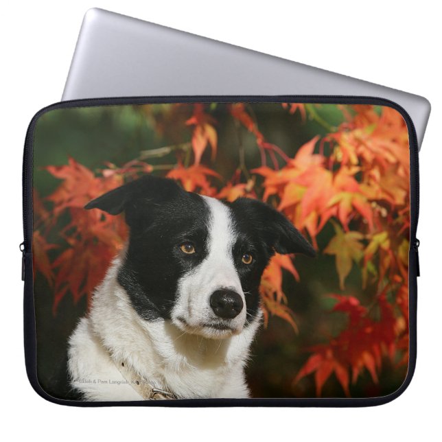 Protection Pour Ordinateur Portable Headshot d'automne de border collie (Devant)