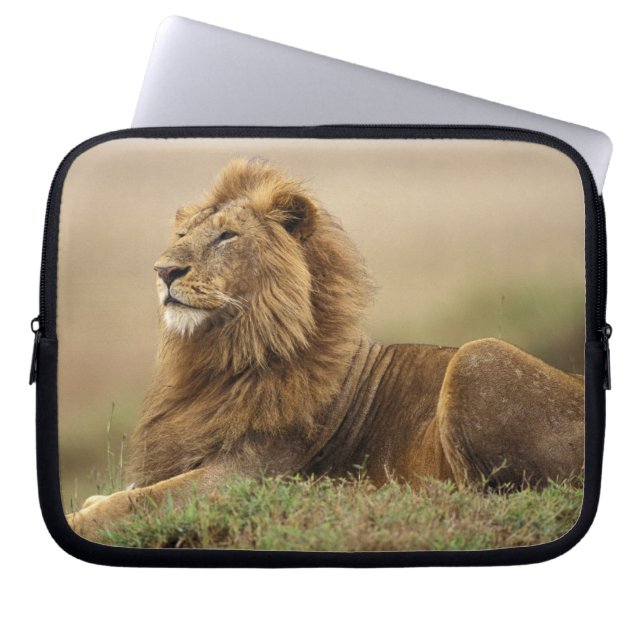 Protection Pour Ordinateur Portable Kenya, Masai Mara | Lion mâle (Devant)