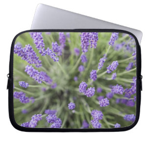Protection Pour Ordinateur Portable Plantes de lavande
