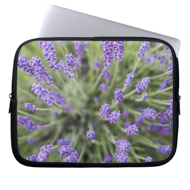 Protection Pour Ordinateur Portable Plantes de lavande (Devant)