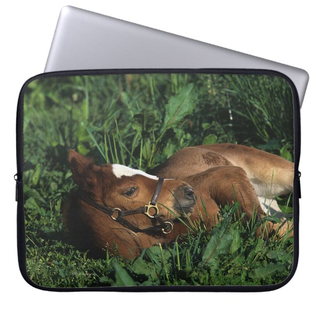 Protection Pour Ordinateur Portable Poulain de pur sang se couchant (Devant)