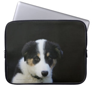Protection Pour Ordinateur Portable Vieux chiot de border collie de 12 semaines