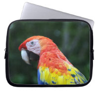 visage de scarlet macaw