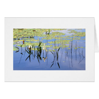 Protections de lis et herbe de lac