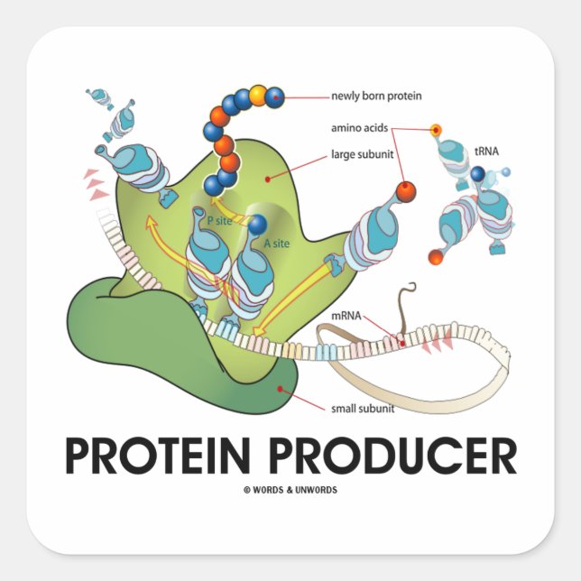 Protein Producer (mRNA tRNA Protein Synthese) Quadratischer Aufkleber (Vorderseite)