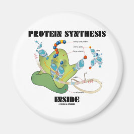 Proteinsynthese innerhalb (Zellbiologie) Magnet