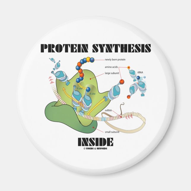 Proteinsynthese innerhalb (Zellbiologie) Magnet (Vorne)