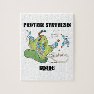 Proteinsynthese Inside (mRNA tRNA)
