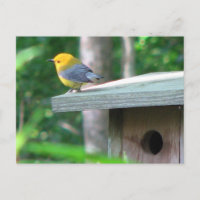 Prothonotary behauptet Kasten-Postkarte