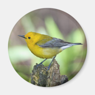 Prothonotary-Trällerer Magnet