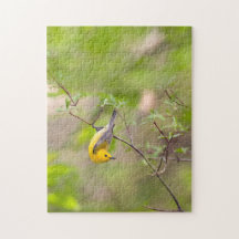 Prothonotary Warbler