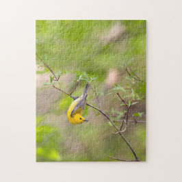 Prothonotary Warbler