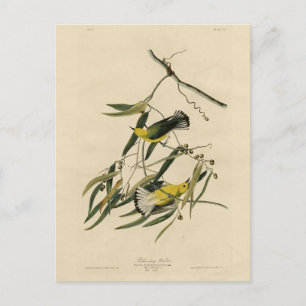Prothonotary Warbler - Audubons Vögel in Amerika Postkarte