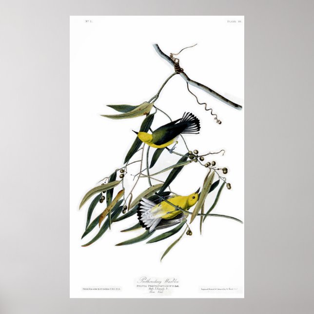 Prothonotary Warbler Birds of America Audubon Poster (Vorne)