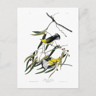 Prothonotary Warbler John James Audubon Birds Postkarte