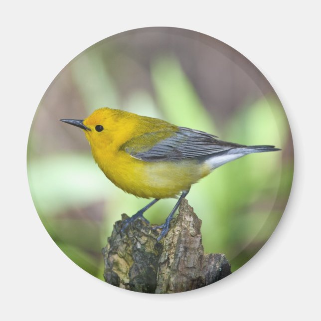 Prothonotary Warbler Magnet (Vorne)