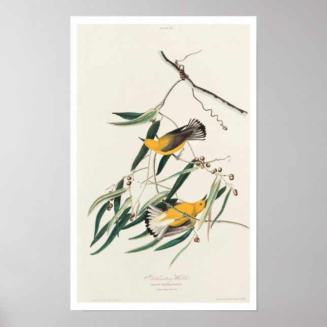 Prothonotary Warbler von Audubon Poster (Vorne)
