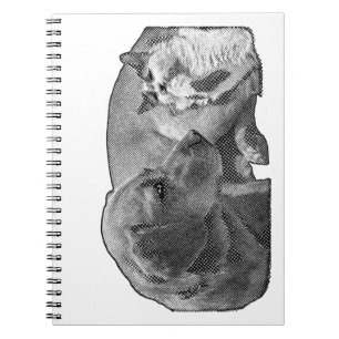 Protokoll der Friedenszone Notizblock