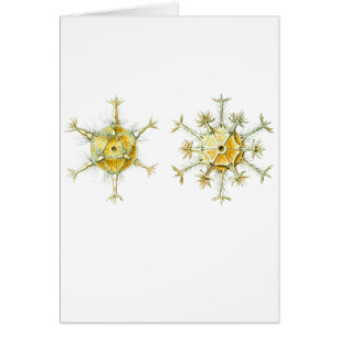 Protozoaires amiboïdes