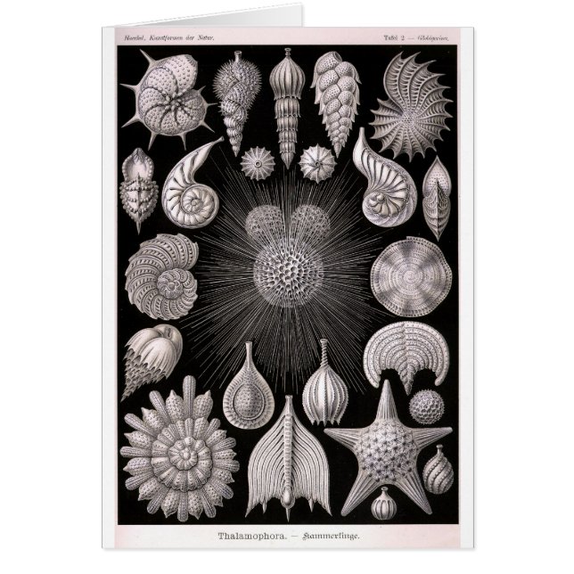 Protozoaires de THALAMOPHORA Kammerlinge (Devant)