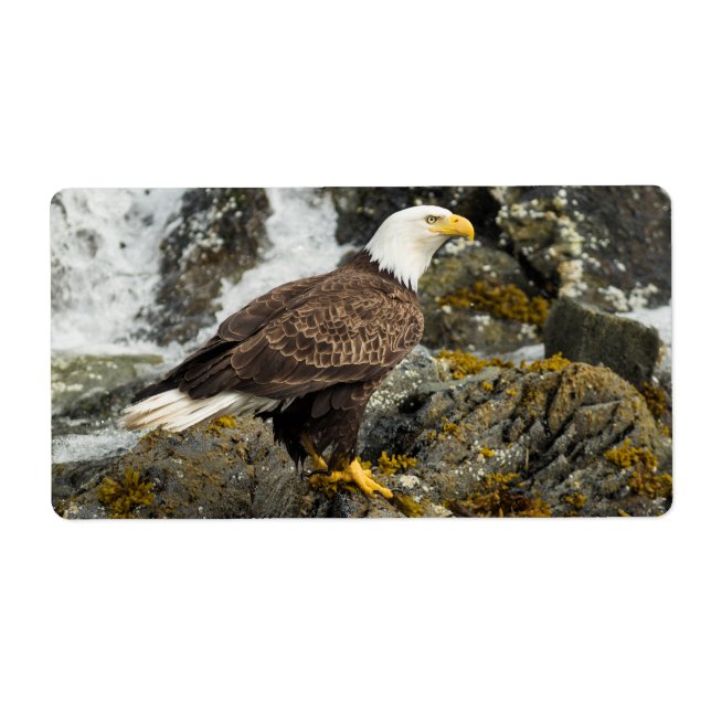 Proud Bald Eagle (Vorne)