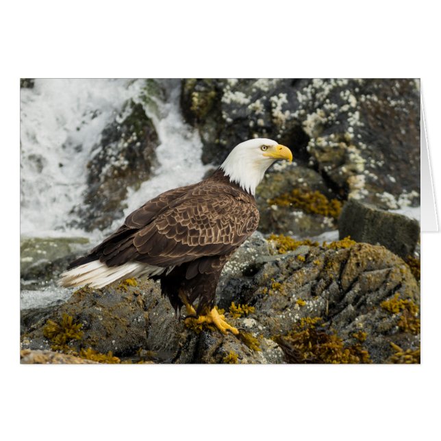 Proud Bald Eagle (Vorderseite (Horizontal))