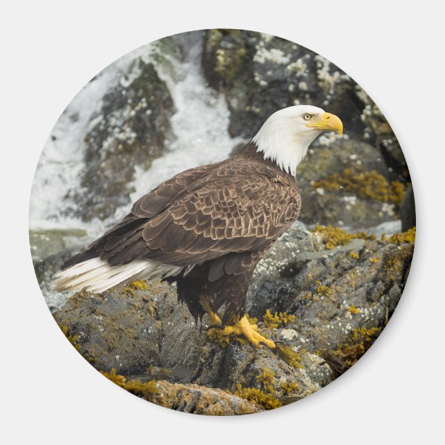 Proud Bald Eagle Magnet (Vorne)